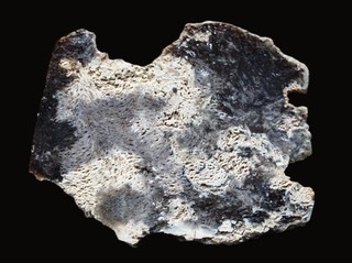 MINI Joshua Tree from Badger Flat NV polished longitudinal cut petrified wood