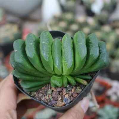 6CM Cactus Live Plants Haworthia truncata Schönland Beautiful Cactus Rare Cactus