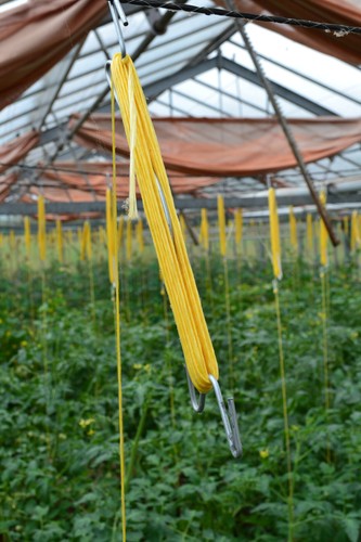 10 Tomatenhaken je 13m Schnur Paprika Gurken Rankhilfe + 10 Clipse