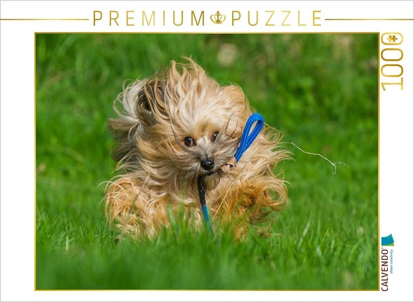 Calvendo Puzzle Havanese Playing | 1000 Pieces, Finished Size 25.2 × 18.9 In (64-image