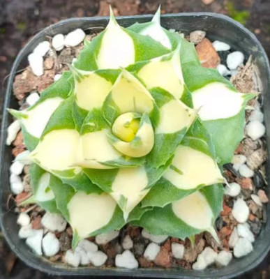 RareSucculent Plant Agave potatorum var. verschaffeltii 'Medio-picta' 6-8CM