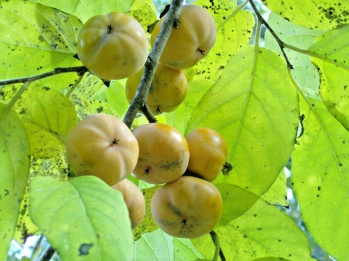 10 MEADOR PERSIMMON SEEEDS - Diospyros virginiana 'Meador'