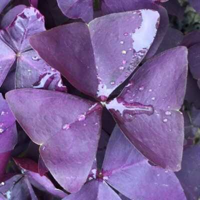 Oxalis Triangularis ''MYKE'' Wood Sorrel (Purple Shamrock)-Bulb/Not Plant