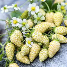 STRAWBERRY WHITE SOUL 25/50 seeds Alpine Fragaria vesca Pinapple Flavour *