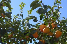 winterharte Kakibaum Stecklinge schnellwüchsige exotische Pflanzen für Garten --