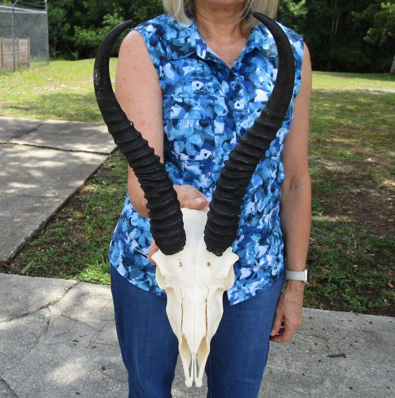 B-Grade South African Springbok Skull with 10-11 inch horns, taxidermy # 51995