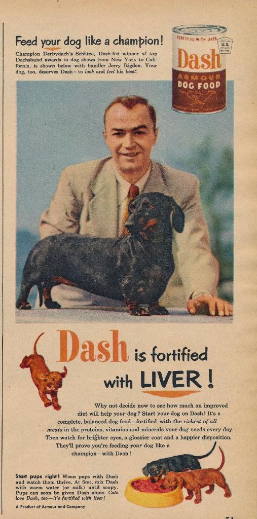 - Dachshund
