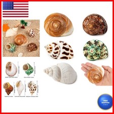 5PCS Hermit Crab Shells Medium to Large 2.8"-4", Opening 1.5"-2.5"