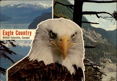 Eagle Country Prince Rupert British Columbia Canada vintage postcard a283