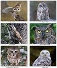 Owl Greeting Cards and Envelopes-Blank Inside-ID on Back - 5.5"x4.25"-12 Pack