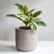 Variegated Rubber Plant