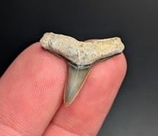 Top Quality Lemon Shark Tooth BV Florida Gem Fossil
