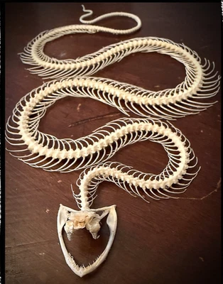 Snake Collectibles for sale | eBay