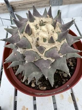 Anhalonium Retusus Large Degraft Rooted Cactus Very Old Plant !