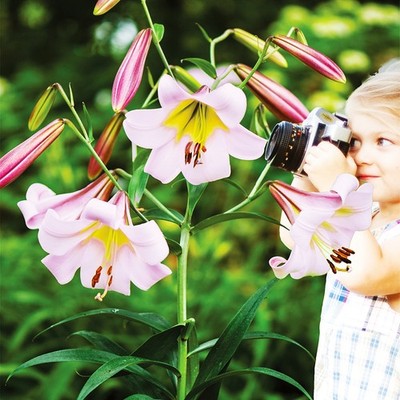 Lilien Blumenzwiebeln Zwiebeln Blumen Baumlilie Eastern Moon 1 St.