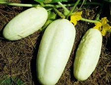 White Wonder Cucumber -(Low Acid)  COMBINED S/H!
