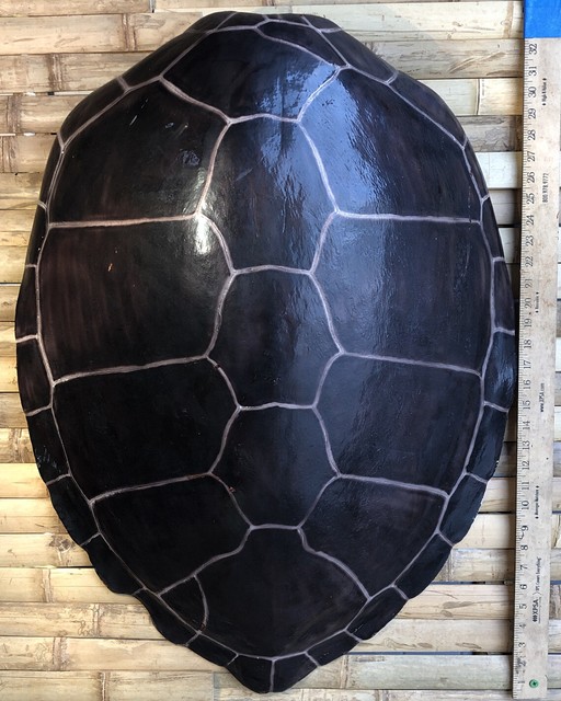 X LARGE FAUX TURTLE SHELL Decorative Wall Art 32 1/2"X 24" (FAUX) | eBay