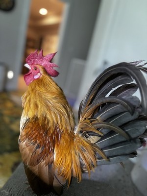 10+ Bantam Fun Mix Hatching Eggs Includes Serama, Silkie, Frizzle, Showgirl