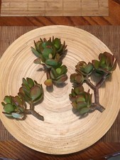 Jade Plant With Red Tips AKA Crassula Ovata - 3 Cuttings 2  -5   1 Rooted Jade