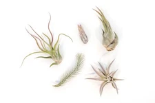 The Mayan Collection - Wholesale Tillandsia Air Plants- Easy Care Indoor/Outdoor