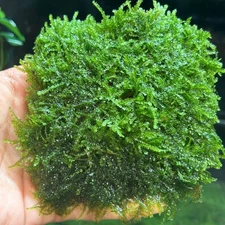 Mini Taiwan Moss - Free Shipping - BUY 3 GET 1 FREE