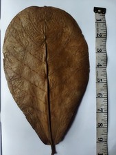 Catappa Almond Leaves Fish Aquarium Care Indian Ketapang Leaf Shrimp Betta 100PC