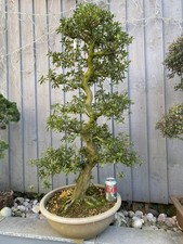 Very Large Satsuki Azalea Bonsai Tree imported from Japan 1.2 meter high