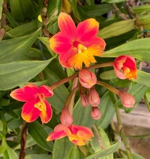 Beautiful Reed Stem Epidendrum Pacific Candypops "Orange Tips"