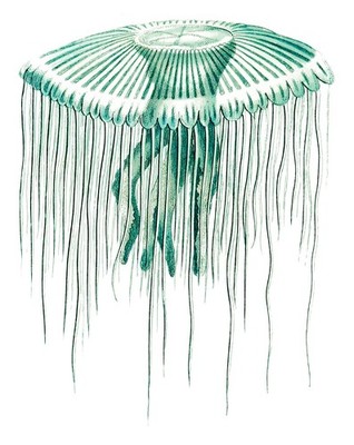 Jellyfish George Shaw Vintage Wall Art Poster Print Famous Art