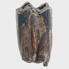 Fossil Steppenbison Backenzahn Molar Bison priscus Eiszeit Pleistozän TOP