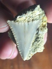 RARE SERRATED PREHISTORIC GREAT WHITE SHARK TOOTH FOSSIL IN ORIGINAL MATRIX! 