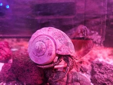 SUPER BUNDLE: 6 Cleaner Thinstripe Hermit Crabs with 8 oz Crabby Patties