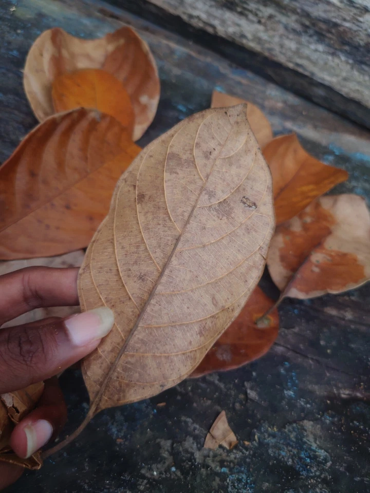 1000 hojas secas de JackFruit biopelícula orgánica peces camarones acuario natural Foto 3 de 4