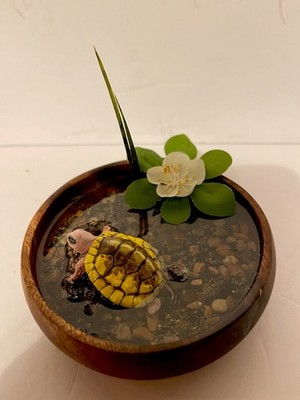 Taxidermy Mount Baby Caramel Albino Slider Turtle Related Reptile Snake Lizard 