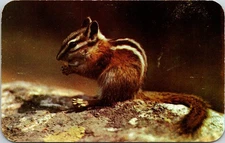 Vintage Chipmunk Postcard by Sanborn Souvenir Co. Color Photo