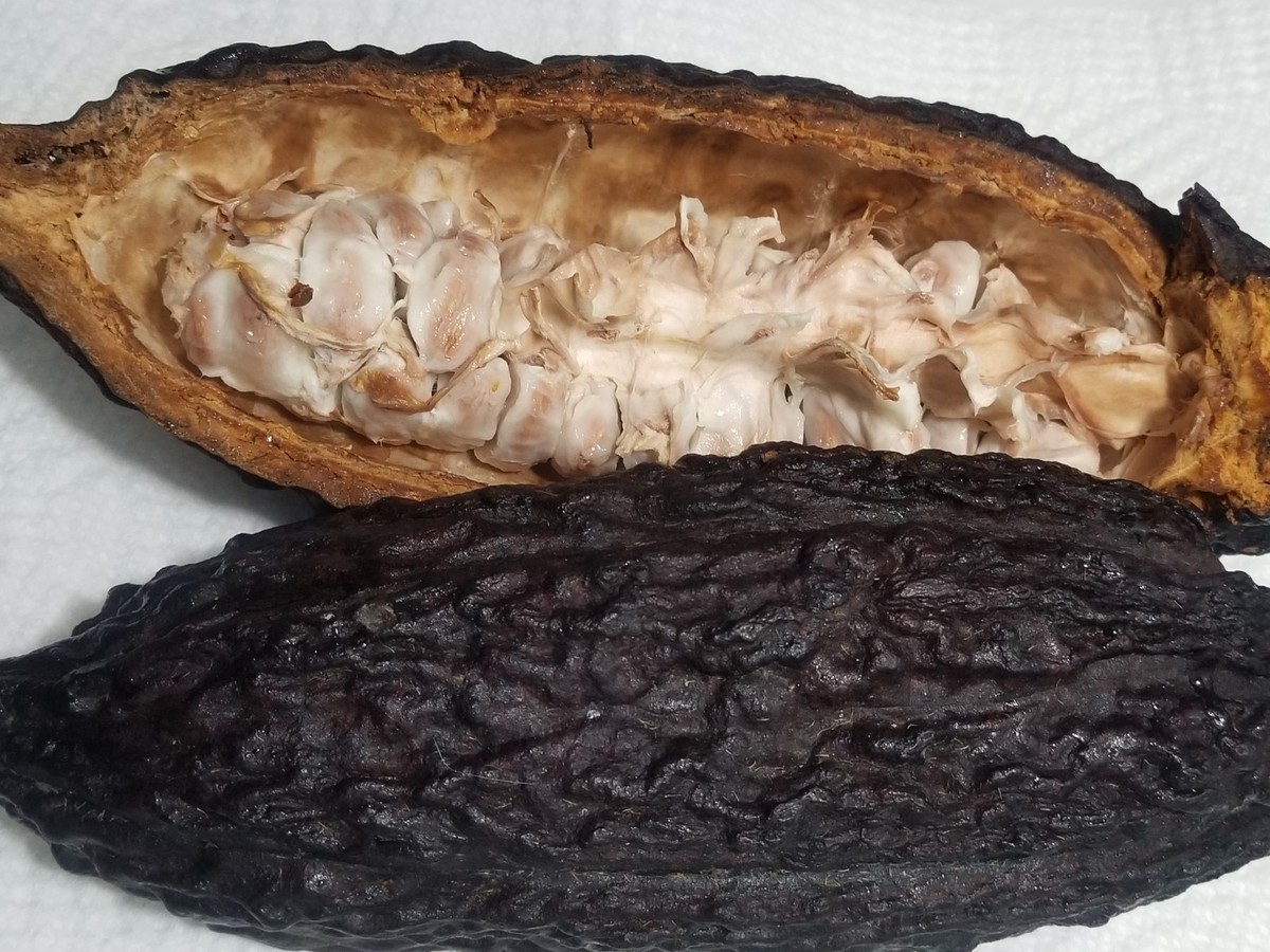 6 Quality Cacao Seeds - Exotic cacao fruit Seed – Rare Chocolate Seeds