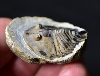 SUPERB RARE 3D "Beckwithia" Undescribed Aglaspid Cambrian Kushan FM China!