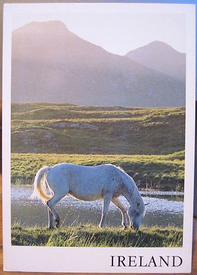 Irish Postcard CONNEMARA PONY White Horse Liam Blake Photo Real Ireland SP70
