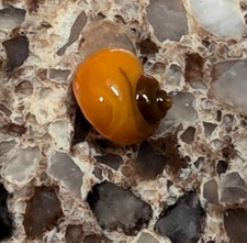 live fish freshwater Golden Beauty's Mystery Snails 2 for 10