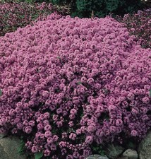 8 X Purple Creeping Thyme Thymus serpyllum SMALL/MEDIUM PLUGS READY TO POT ON
