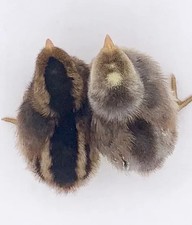 6 fertile Cream Legbar hatching eggs