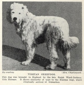 Tibetan Sheepdog - 1934 Vintage Dog Art "Photo" Print - CUSTOM MATTED 5x7