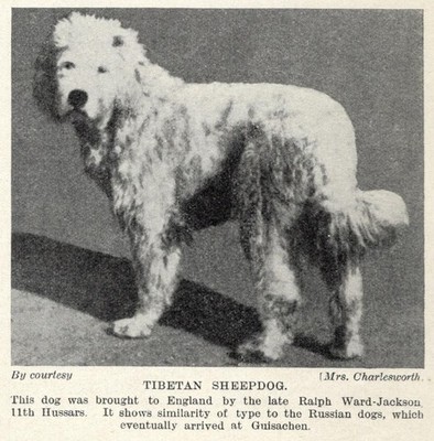 Tibetan Sheepdog - 1934 Vintage Dog Art ''Photo'' Print - CUSTOM MATTED 5x7