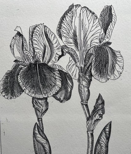 JENNY K PHILLIPS AUSTRALIAN BOTANICAL ETCHING "IRIS" 1989 LTD ED - Picture 3 of 7