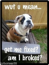 Funny French Bulldog Get Me Fixed Refrigerator Magnet