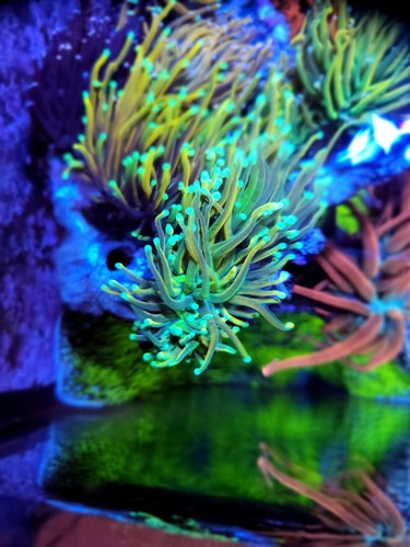 Holy grail torch coral wysiwyg 