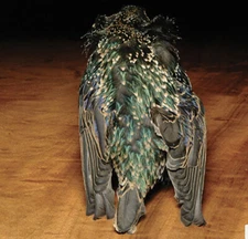 Hareline Starling Skin Fly Tying Materials New in Package