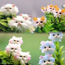 100Pcs Big Flower Faced Cat Orchid Seeds Are Full Of Fragrant Potted Gardenseeds