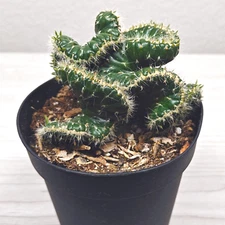 Cactus Plant - Crested Eve's Needle Cactus - In 4" Pot