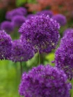 Dark Purple Allium Blooming Onion Flowering Perennial Garden Flowers 10 Bulbs
